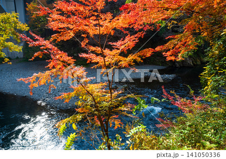 御岳渓谷の紅葉と青空の風景 御岳渓谷の紅葉と青空の風景 141050336