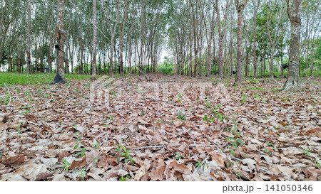 Rubber Estate Trees Row Landscape in Tropical Forest Rubber Estate Trees Row Landscape in Tropical Forest 141050346
