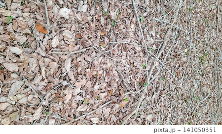 Overhead Macro Texture of Autumn Rubber Plant Leaves 141050351