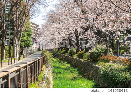桜堤遊歩道・仙川周辺 141050418