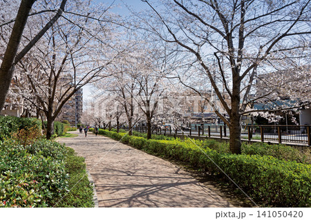 桜堤遊歩道・仙川周辺 141050420