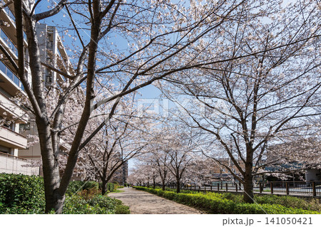 桜堤遊歩道・仙川周辺 141050421