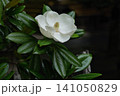 初夏に咲く立派な泰山木 141050829