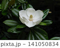 初夏に咲く立派な泰山木 141050834