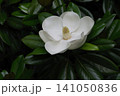 初夏に咲く立派な泰山木 141050836