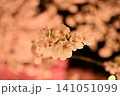 ライトアップされた夜桜 141051099