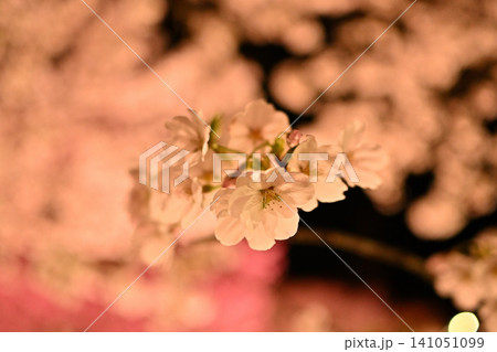 ライトアップされた夜桜 ライトアップされた夜桜 141051099