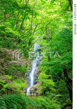 初夏の養老の滝 佐渡島 新潟県佐渡市 初夏の養老の滝 佐渡島 新潟県佐渡市 141051188