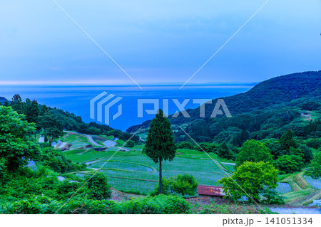 夜明け前の初夏の岩首昇竜棚田　佐渡島　新潟県佐渡市 141051334