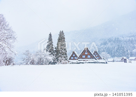 冬の白川郷 雪降りしきる一面の銀世界の中に佇む合掌造りの三小屋と三本の木の風景 141051395