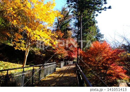 【神奈川県】秋の紅葉に染まるデッキ散策路 【神奈川県】秋の紅葉に染まるデッキ散策路 141051413