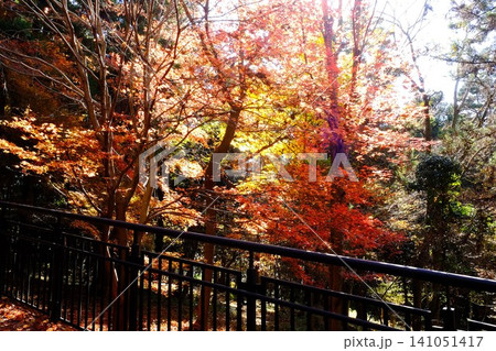 【神奈川県】秋の紅葉に染まる散策路 【神奈川県】秋の紅葉に染まる散策路 141051417