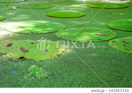 Leaves of Vitoria Regia aquatic plant wild in nature. Victoria amazonica species, largest of lilies, native to tropical rainforest of Amazonas, Brazil 141051510