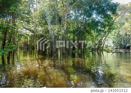 flooded landscape beneath treetops in Amazon rainforest in Brazil flooded landscape beneath treetops in Amazon rainforest in Brazil 141051512
