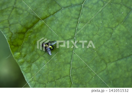Macro shot of a shiny metallic green fly resting on a large, textured green leaf. The contrast between the iridescent insect and the vibrant foliage creates a unique, detailed natural close-up scene. 141051532