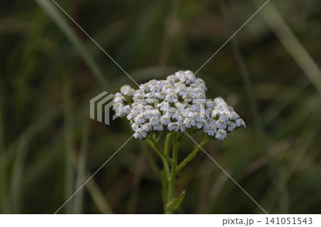Close-up of white common yarrow flowers (Achillea millefolium) blooming in a natural summer meadow. Tiny delicate blossoms covered with morning dew drops, capturing the soft beauty of wild field Close-up of white common yarrow flowers (Achillea millefolium) blooming in a natural summer meadow. Tiny delicate blossoms covered with morning dew drops, capturing the soft beauty of wild field 141051543