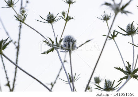 Macro shot of beautiful blue eryngo flowers in a summer meadow. The prickly plant is covered with fine morning dew drops, highlighting its unique botanical texture in a soft, natural outdoor setting. Macro shot of beautiful blue eryngo flowers in a summer meadow. The prickly plant is covered with fine morning dew drops, highlighting its unique botanical texture in a soft, natural outdoor setting. 141051550
