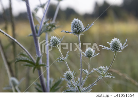 Blue eryngo flower with morning dew drops on petals in a wild summer meadow. A beautiful close-up macro shot of a prickly botanical plant showing delicate textures and fresh natural water moisture. 141051554