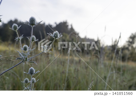 Close-up of a blue eryngo plant with delicate morning dew drops and spider web strands in a blurred meadow. A beautiful wild botanical scene highlighting the intricate textures of this prickly flora 141051560
