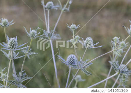 Close-up of a blue eryngo plant with delicate morning dew drops and spider web strands in a blurred meadow. A beautiful wild botanical scene highlighting the intricate textures of this prickly flora Close-up of a blue eryngo plant with delicate morning dew drops and spider web strands in a blurred meadow. A beautiful wild botanical scene highlighting the intricate textures of this prickly flora 141051569