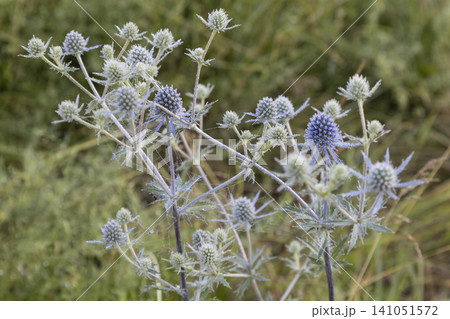 Close-up of a blue eryngo plant with delicate morning dew drops and spider web strands in a blurred meadow. A beautiful wild botanical scene highlighting the intricate textures of this prickly flora Close-up of a blue eryngo plant with delicate morning dew drops and spider web strands in a blurred meadow. A beautiful wild botanical scene highlighting the intricate textures of this prickly flora 141051572