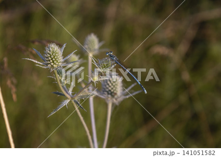 Macro shot of a delicate blue damselfly resting on a prickly eryngo flower head in a summer meadow. A beautiful, peaceful natural scene highlighting the vibrant insect and wild botanical textures. 141051582