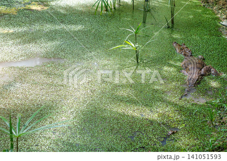 youth alligator on the surface of muddy marshy water youth alligator on the surface of muddy marshy water 141051593