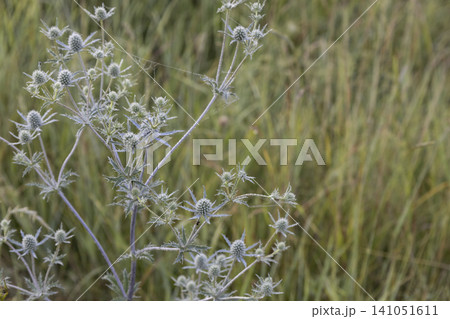 Close-up of a blue eryngo plant with delicate morning dew drops and spider web strands in a blurred meadow. A beautiful wild botanical scene highlighting the intricate textures of this prickly flora Close-up of a blue eryngo plant with delicate morning dew drops and spider web strands in a blurred meadow. A beautiful wild botanical scene highlighting the intricate textures of this prickly flora 141051611