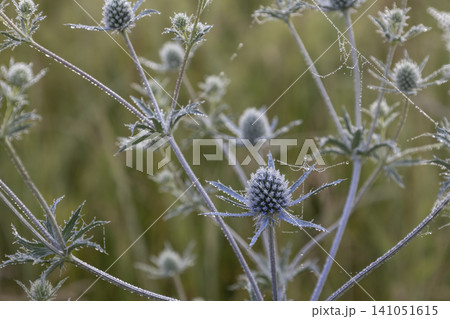 Macro shot of beautiful blue eryngo flowers in a summer meadow. The prickly plant is covered with fine morning dew drops, highlighting its unique botanical texture in a soft, natural outdoor setting. Macro shot of beautiful blue eryngo flowers in a summer meadow. The prickly plant is covered with fine morning dew drops, highlighting its unique botanical texture in a soft, natural outdoor setting. 141051615