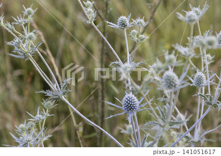 Macro shot of beautiful blue eryngo flowers in a summer meadow. The prickly plant is covered with fine morning dew drops, highlighting its unique botanical texture in a soft, natural outdoor setting. Macro shot of beautiful blue eryngo flowers in a summer meadow. The prickly plant is covered with fine morning dew drops, highlighting its unique botanical texture in a soft, natural outdoor setting. 141051617