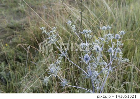 Macro shot of beautiful blue eryngo flowers in a summer meadow. The prickly plant is covered with fine morning dew drops, highlighting its unique botanical texture in a soft, natural outdoor setting. Macro shot of beautiful blue eryngo flowers in a summer meadow. The prickly plant is covered with fine morning dew drops, highlighting its unique botanical texture in a soft, natural outdoor setting. 141051621