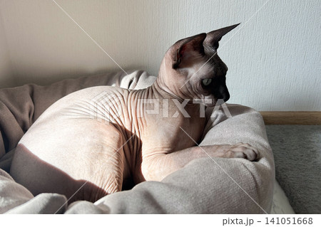 Sphynx cat relaxing in a cozy bed in soft natural light during the afternoon Sphynx cat relaxing in a cozy bed in soft natural light during the afternoon 141051668