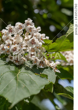 White blooming Catalpa tree in summer park White blooming Catalpa tree in summer park 141051760