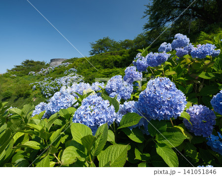 初夏の青空と斜面に咲き誇る満開の青いアジサイ 八戸市・館鼻公園の絶景 初夏の青空と斜面に咲き誇る満開の青いアジサイ 八戸市・館鼻公園の絶景 141051846