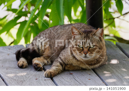 日陰で一休みするまるっと太ったキジトラ柄の野良猫 日陰で一休みするまるっと太ったキジトラ柄の野良猫 141051900