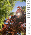 紅葉の始まったもみじ 141051960
