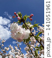 青空に映える桜 141051961