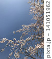 青空に映える桜 141051962