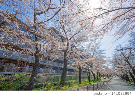 桜堤遊歩道・仙川周辺 桜堤遊歩道・仙川周辺 141051994