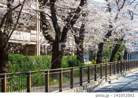 桜堤遊歩道・仙川周辺 桜堤遊歩道・仙川周辺 141052001