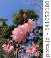 青空に映える八重桜 141052180