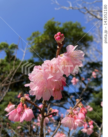 青空に映える八重桜 青空に映える八重桜 141052180