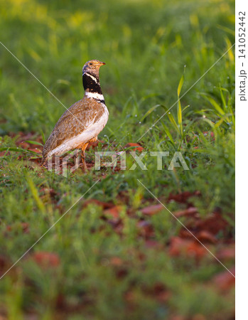 Little Bustard, Spain Little Bustard, Spain 141052442