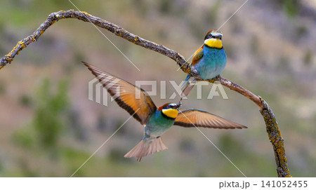 Bee-eater, Spain 141052455