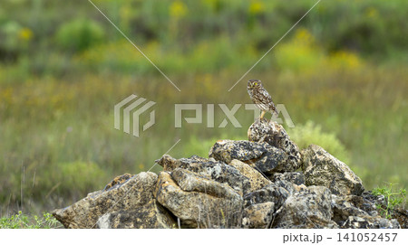 Little Owl, Spain Little Owl, Spain 141052457