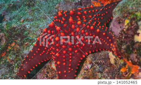 Starfish, Galapagos National Park Starfish, Galapagos National Park 141052465