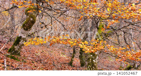 Hayedo de la Pedrosa Natural Protected Area, Spain Hayedo de la Pedrosa Natural Protected Area, Spain 141052467