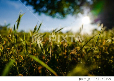 Sunlit Wild Grass Field with Beautiful Bokeh - Low Angle Nature Background 141052499