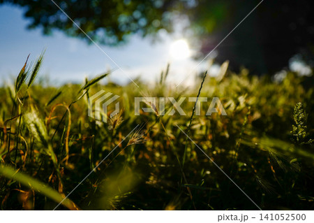 Sunlit Wild Grass Field with Beautiful Bokeh - Low Angle Nature Background Sunlit Wild Grass Field with Beautiful Bokeh - Low Angle Nature Background 141052500