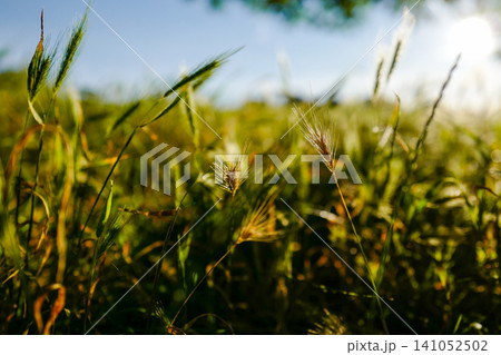 Sunlit Wild Grass Field with Beautiful Bokeh - Low Angle Nature Background Sunlit Wild Grass Field with Beautiful Bokeh - Low Angle Nature Background 141052502